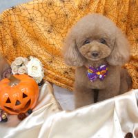 【池下店】2017年10月23日のワンちゃん達♪