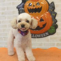 【本店】2017年10月28日のワンちゃん達♪　