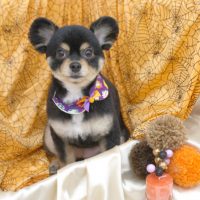 【池下店】2017年10月25日のワンちゃん達♪