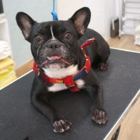 【池下店】2017年10月26日のワンちゃん達♪