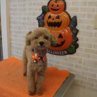 【本店】2017年10月29日のワンちゃん達♪