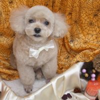 【池下店】2017年10月27日のワンちゃん達♪