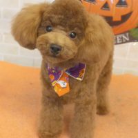 【本店】2017年10月30日のワンちゃん達♪　