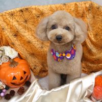 【池下店】2017年10月28日のワンちゃん達♪