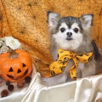 【池下店】2017年10月29日のワンちゃん達♪