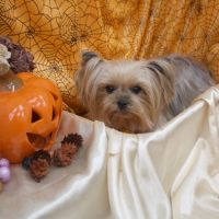 【池下店】2017年10月30日のワンちゃん達♪