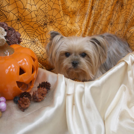 【池下店】2017年10月30日のワンちゃん達♪