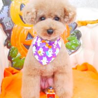 【山手店】2017年10月1日のワンちゃん達♪