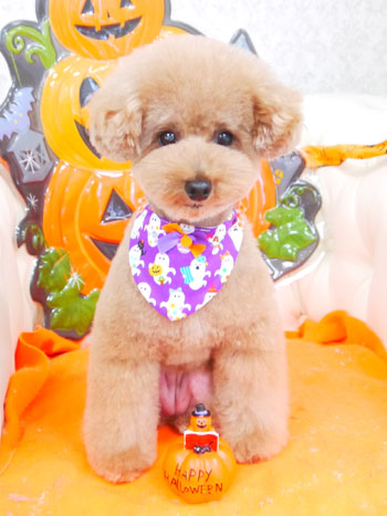 【山手店】2017年10月1日のワンちゃん達♪