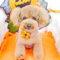 【山手店】2017年10月2日のワンちゃん達♪