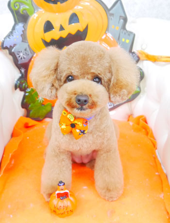 【山手店】2017年10月2日のワンちゃん達♪