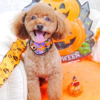 【山手店】2017年10月5日のワンちゃん達♪