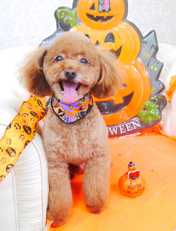 【山手店】2017年10月5日のワンちゃん達♪