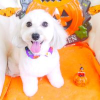 【山手店】2017年10月7日のワンちゃん達♪