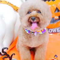 【山手店】2017年10月8日のワンちゃん達♪