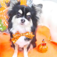 【山手店】2017年10月9日のワンちゃん達♪