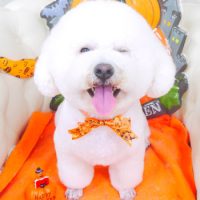 【山手店】2017年10月11日のワンちゃん達♪