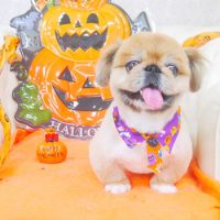 【山手店】2017年10月12日のワンちゃん達♪