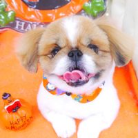 【山手店】2017年10月13日のワンちゃん達♪