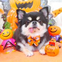 【山手店】2017年10月14日のワンちゃん達♪