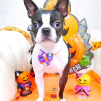 【山手店】2017年10月15日のワンちゃん達♪