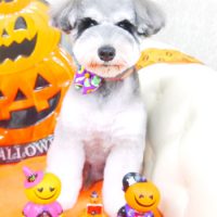 【山手店】2017年10月16日のワンちゃん達♪