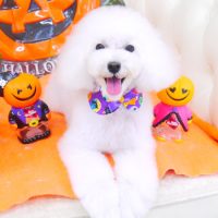 【山手店】2017年10月19日のワンちゃん達♪