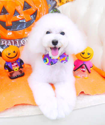 【山手店】2017年10月19日のワンちゃん達♪