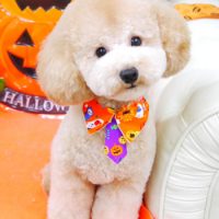 【山手店】2017年10月20日のワンちゃん達♪