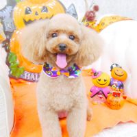 【山手店】2017年10月21日のワンちゃん達♪