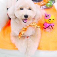 【山手店】2017年10月22日のワンちゃん達♪