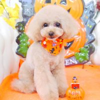 【山手店】2017年10月23日のワンちゃん達♪