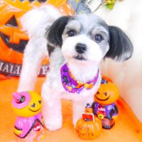 【山手店】2017年10月25日のワンちゃん達♪