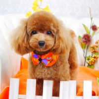 【山手店】2017年10月26日のワンちゃん達♪