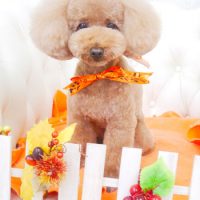 【山手店】2017年10月28日のワンちゃん達♪