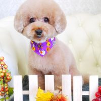 【山手店】2017年10月30日のワンちゃん達♪