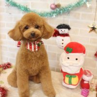 【本店】2017年11月25日のワンちゃん達♪