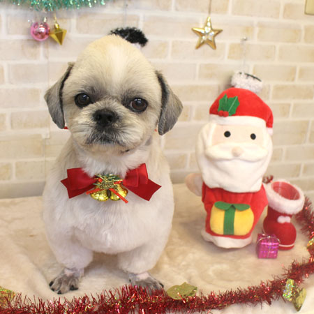 【本店】2017年11月27日のワンちゃん達♪