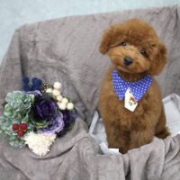 【池下店】2017年11月2日のワンちゃん達♪