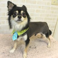 【本店】2017年11月2日のワンちゃん達♪