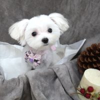 【池下店】2017年11月3日のワンちゃん達♪