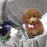 【池下店】2017年11月4日のワンちゃん達♪