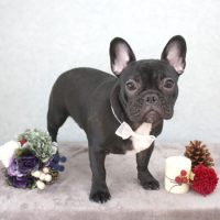 【池下店】2017年11月5日のワンちゃん達♪