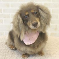 【本店】2017年11月3日のワンちゃん達♪