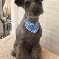 【本店】2017年11月4日のワンちゃん達♪