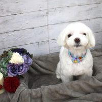 【池下店】2017年11月8日のワンちゃん達♪