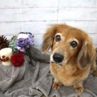 【池下店】2017年11月9日のワンちゃん達♪