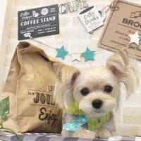 【本店】2017年11月5日のワンちゃん達♪