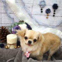 【池下店】2017年11月10日のワンちゃん達♪