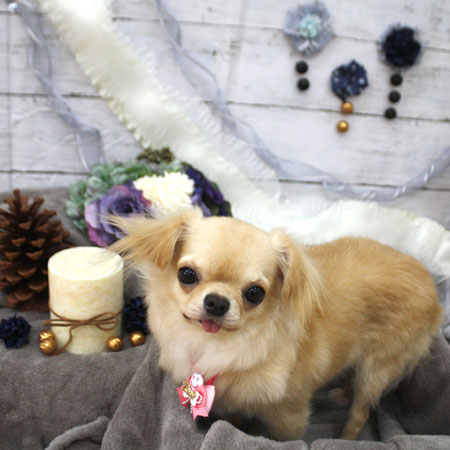 【池下店】2017年11月10日のワンちゃん達♪